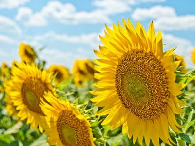A field of sunflowers.