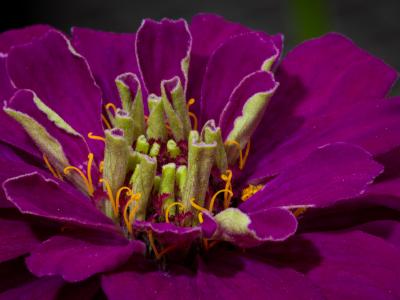 Macro photo of a purple flower.