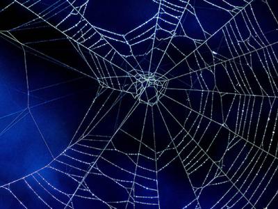 Spider web on blue