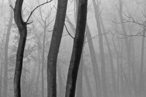 Competition entry: Three Trees in Fog