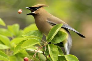 Competition entry: Berry toss