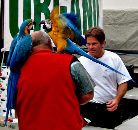 Competition entry: "Ruffled Feathers