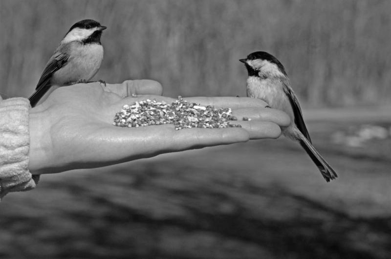 Competition entry: Dinner for Two