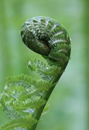 Competition entry: A Bashful Fern