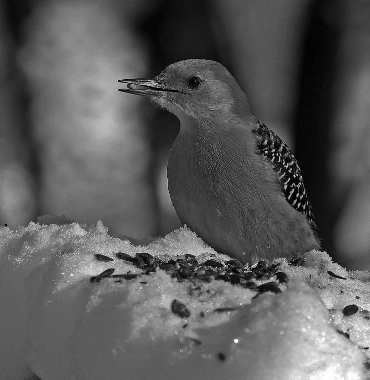Competition entry: Dinner is Served