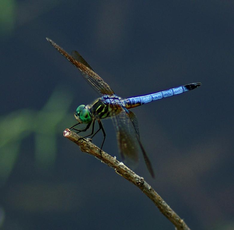 Competition entry: Dragonfly on a stick