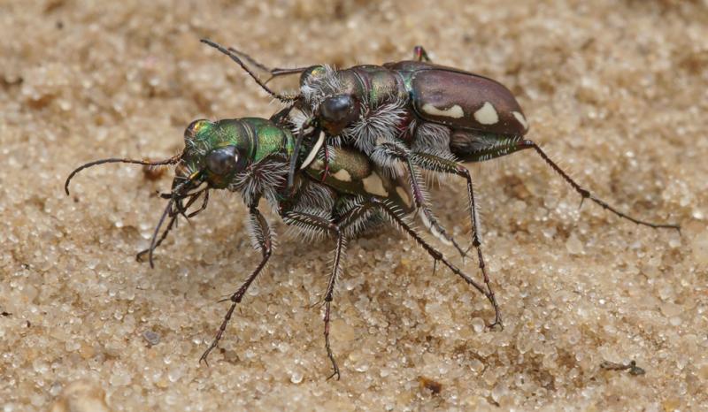 Competition entry: Love