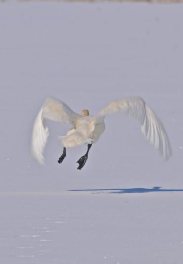 Competition entry: Stepping Out