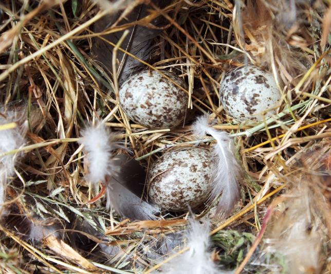 Competition entry: Bird Eggs