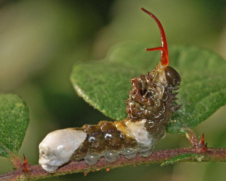 Competition entry: Defensive Display