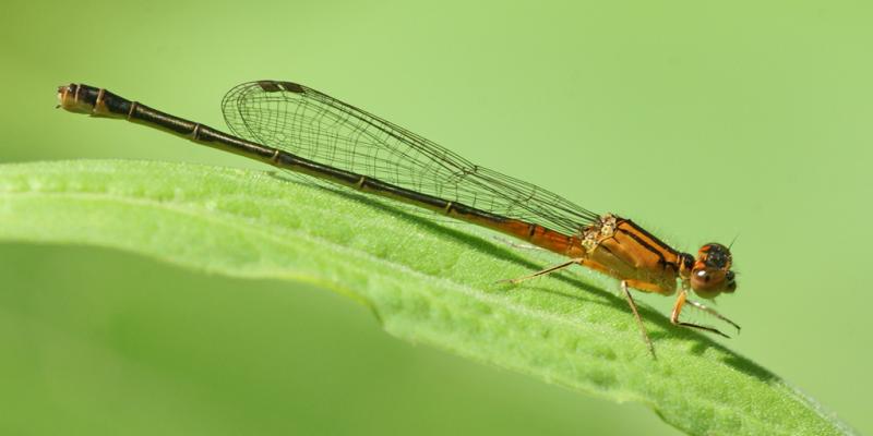 Competition entry: Eastern Forktail