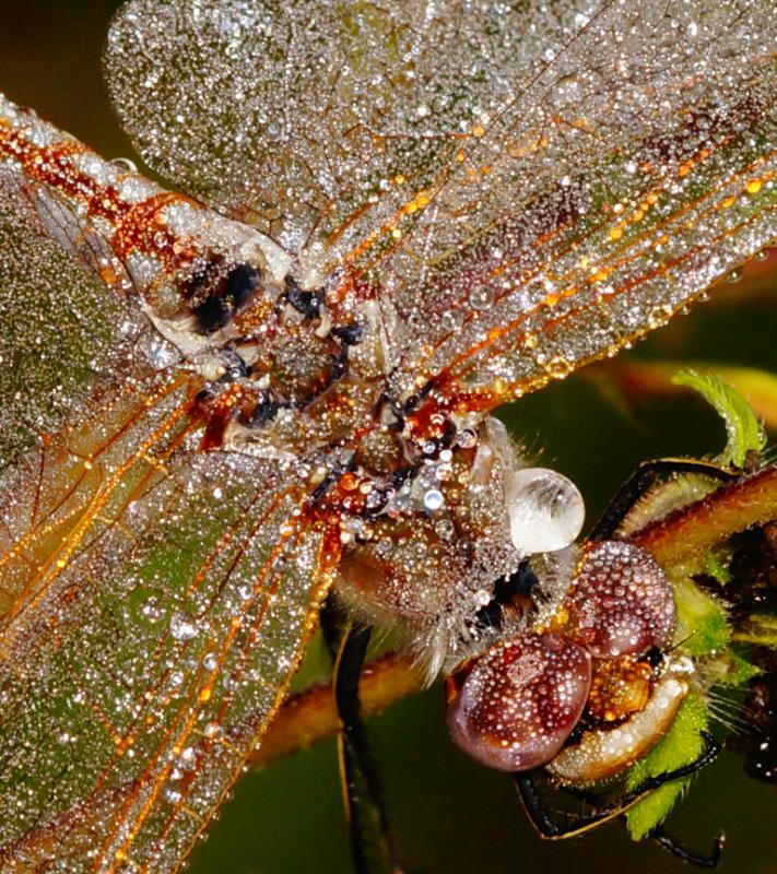 Competition entry: Variegated Meadowhawk