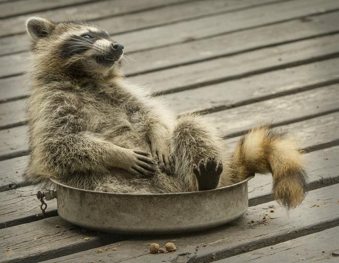 Competition entry: I am so full