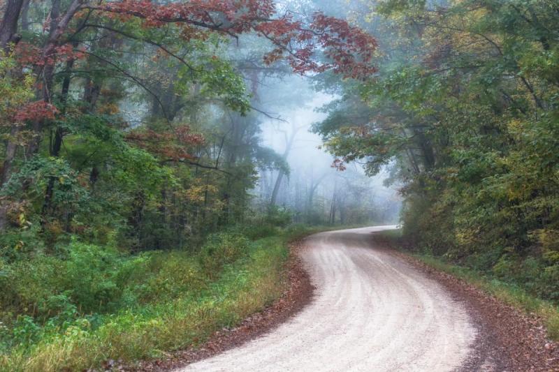 Competition entry: Lost on a foggy fall morning