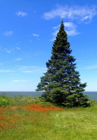 Competition entry: A Christmas in July