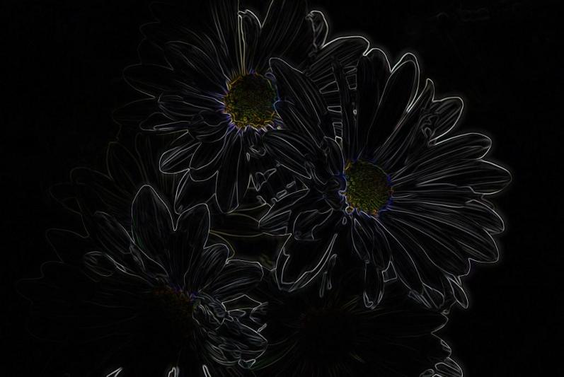 Competition entry: Daisies