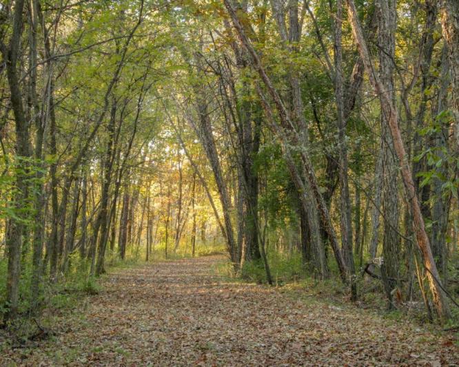 Competition entry: Light at the end of the path
