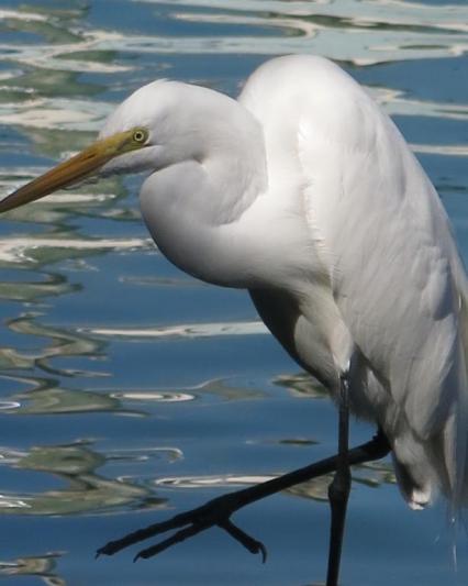 Competition entry: White Bird