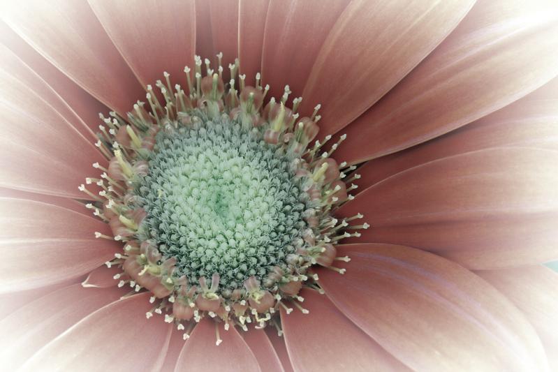 Competition entry: Vintage Gerber Daisy