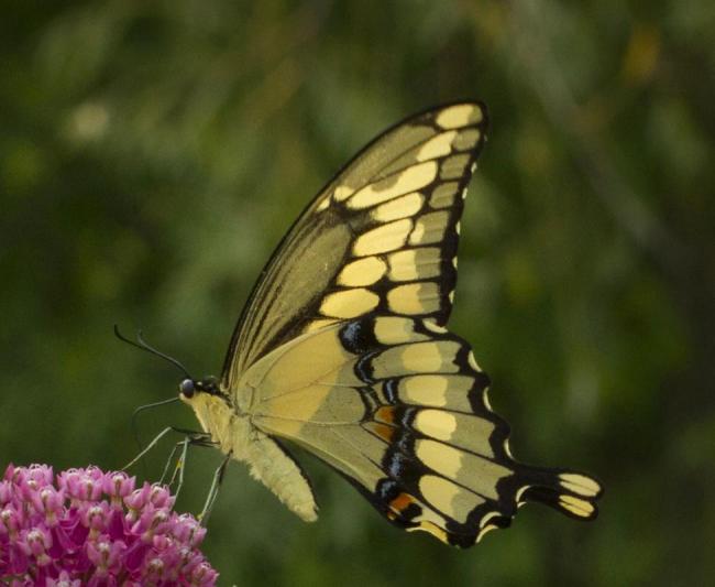 Competition entry: Alighting