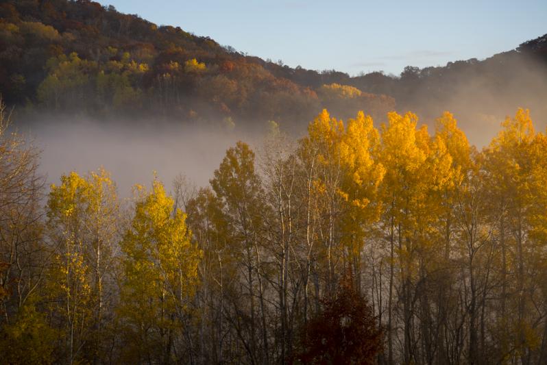 Competition entry: Foggy Fall