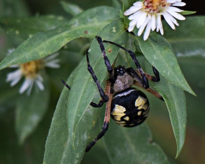 Competition entry: Along Came a Spider