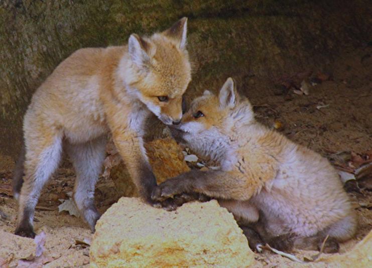 Competition entry: Foxy