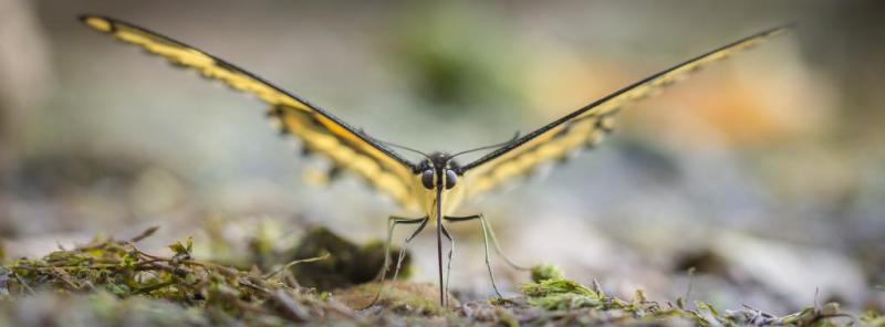 Competition entry: Shallow-tail