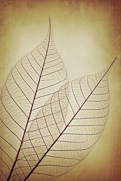 Competition entry: Skeleton Leaves