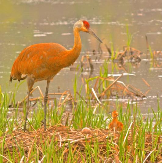 Competition entry: Anticipation