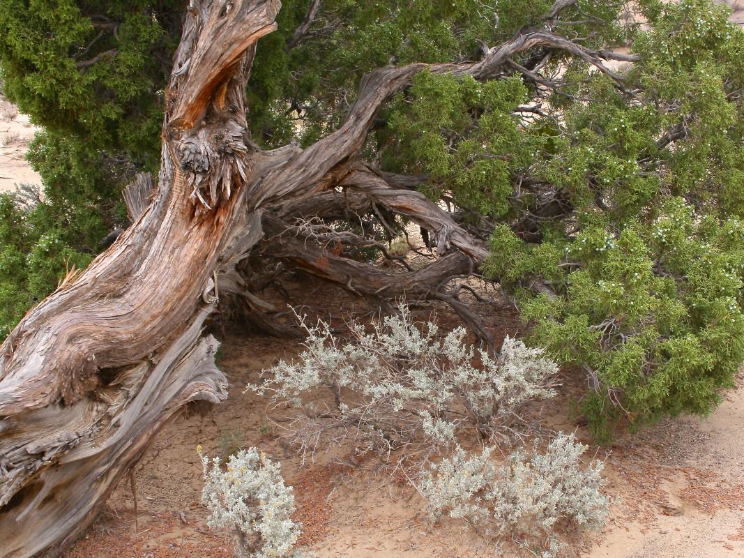 Competition entry: old tree