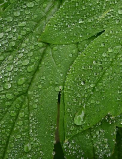 Competition entry: Wet Leaves #2