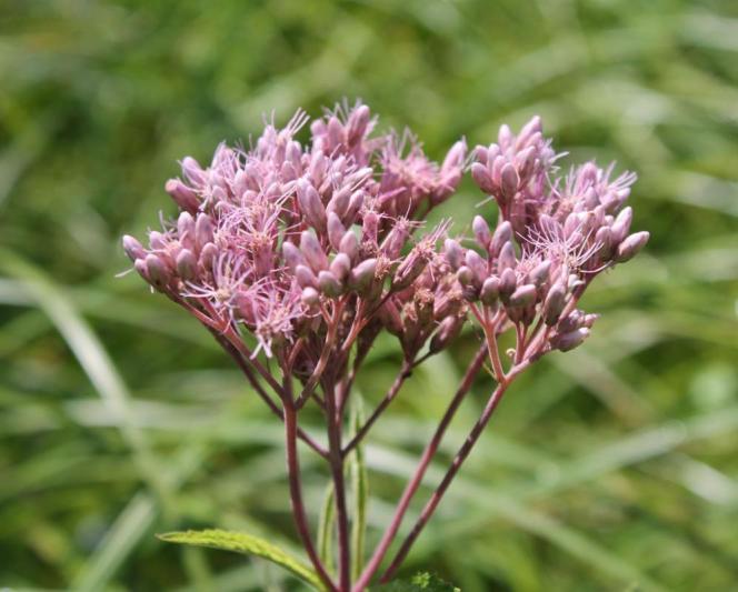 Competition entry: Wild Dusty Pink