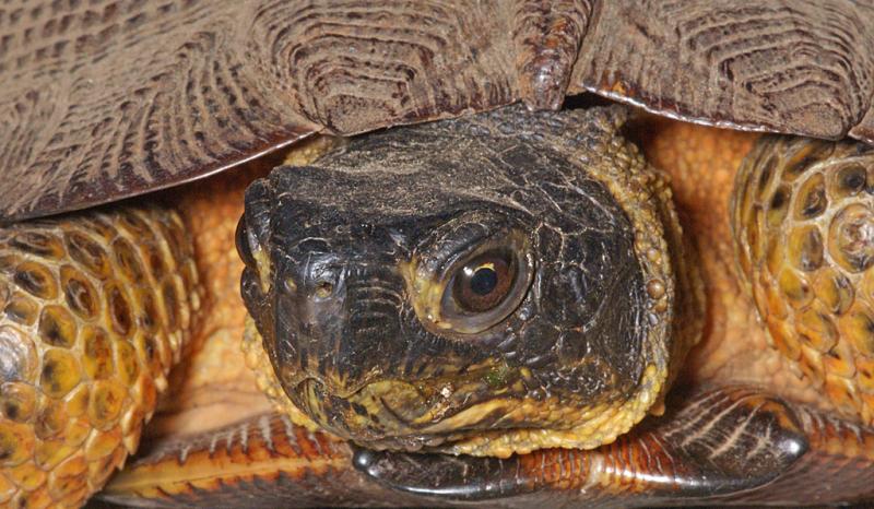 Competition entry: Wood Turtle Close-up