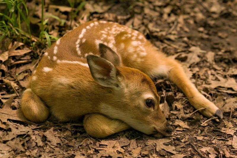 Competition entry: Fawn on Trail in Hixon Forest