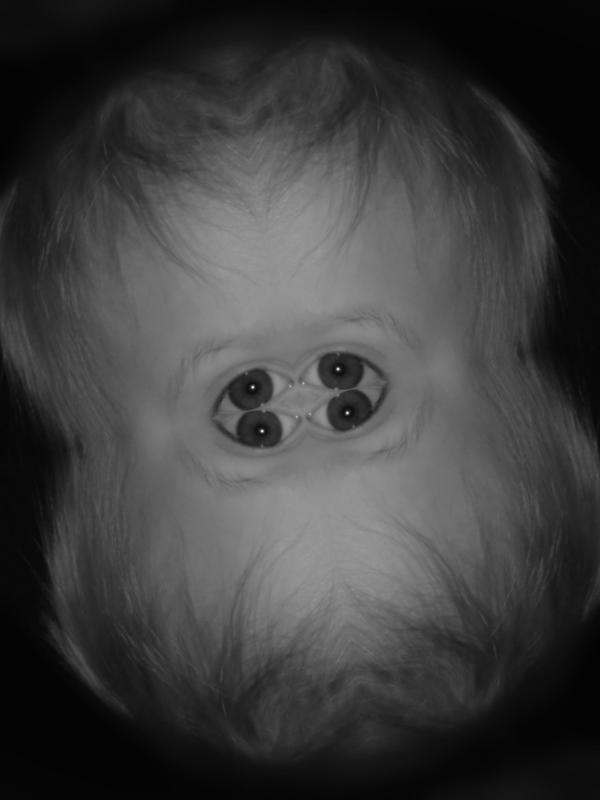 Competition entry: Four eyes