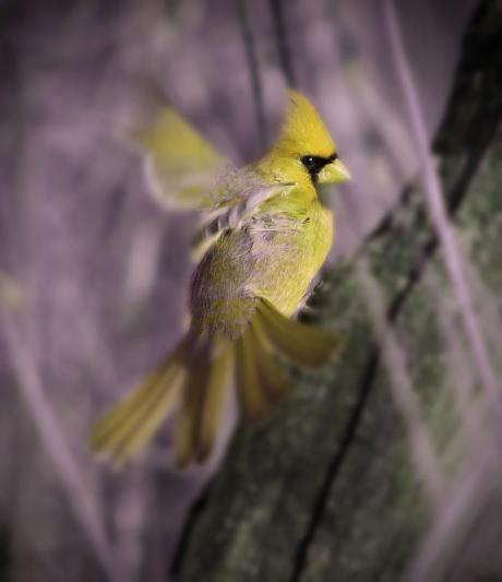 Competition entry: Flying Away