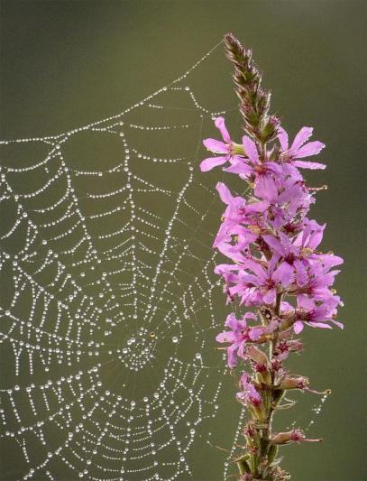 Competition entry: Web in Pink