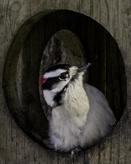 Competition entry: Did you knock?