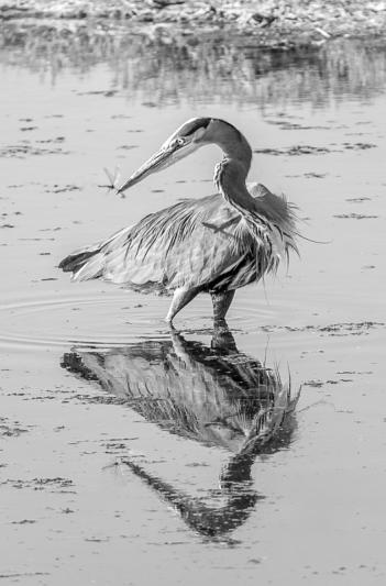 Competition entry: Quick Reflexes