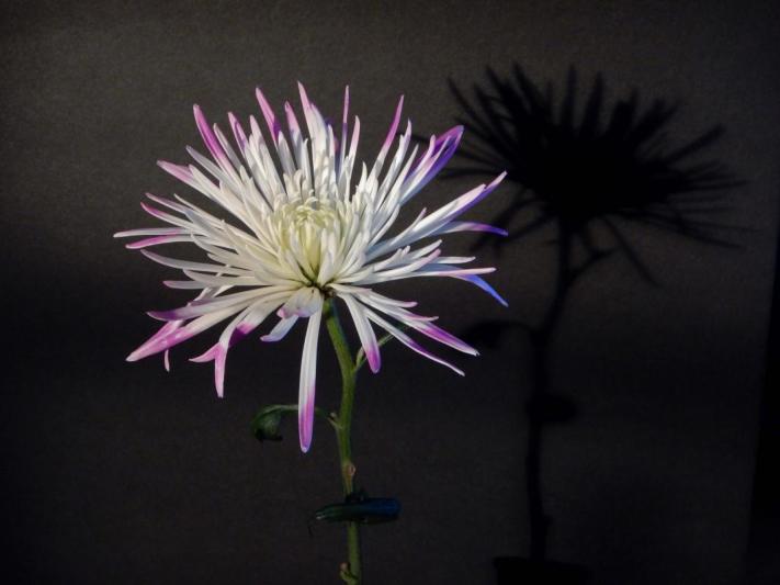 Competition entry: Hope John Knows