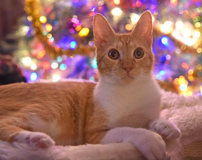 Competition entry: Simba's Christmas