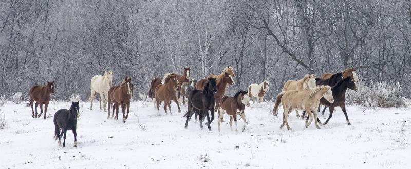 Competition entry: The Mares