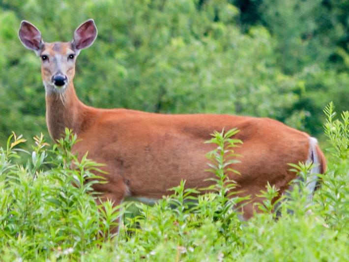 Competition entry: What You Looking At?