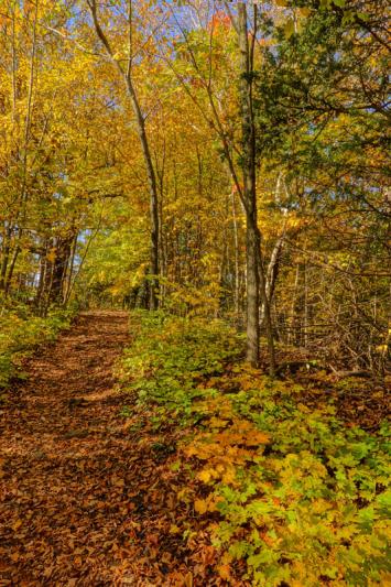 Competition entry: THE FALL PATH