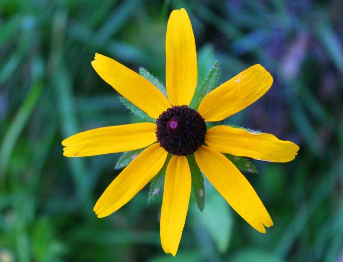 Competition entry: Black-eyed susan