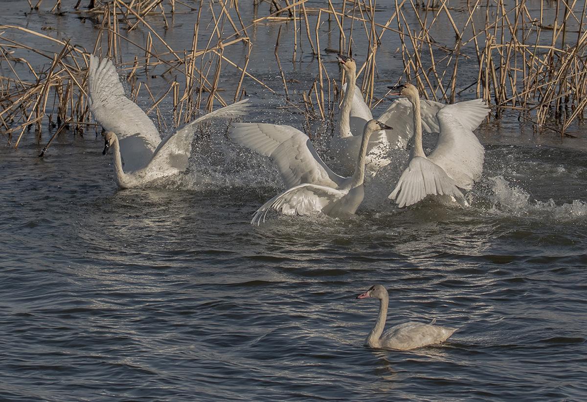 Competition entry: Brownsville Wildlife Overlook