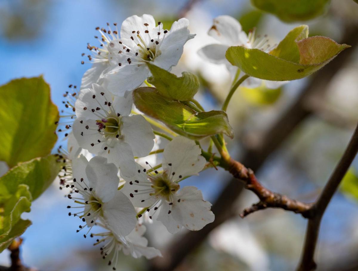 Competition entry: Sunlit Flower