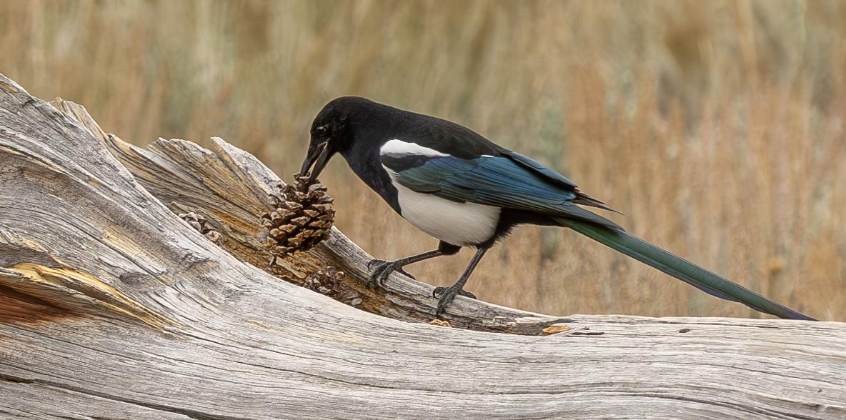 Black-billed Magpie Holding Pinecone