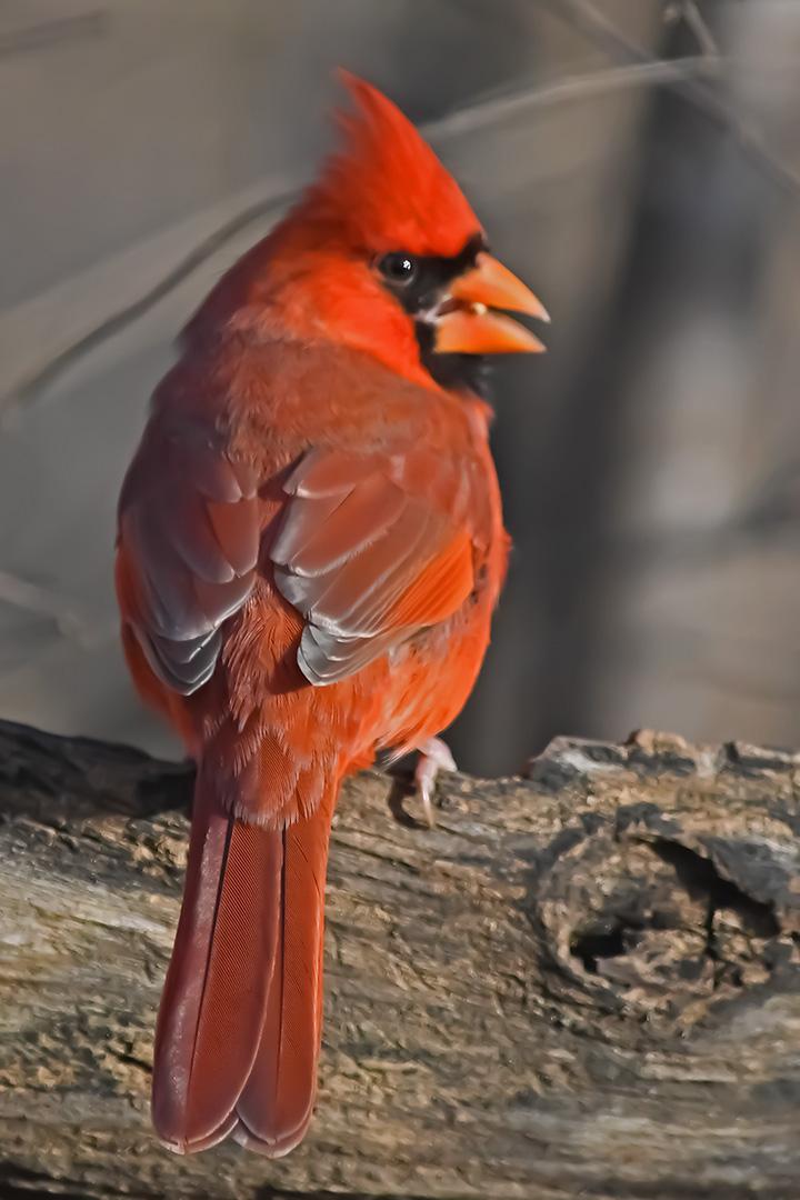 Competition entry: Cardinal